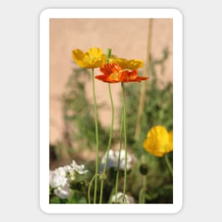 Rust Orange and Butter Yellow Poppies Sticker